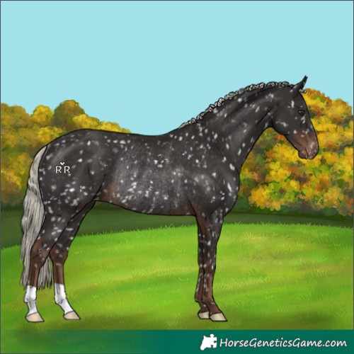 Horse Color:Liver Chestnut Mushroom Appaloosa Rabicano 