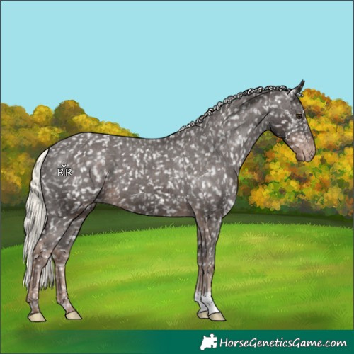 Horse Color:Liver Chestnut Mushroom Appaloosa 