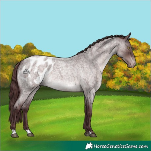 Horse Color:Platinum Chocolate Brown Roan Appaloosa 