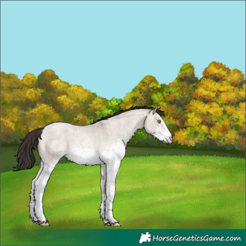 Horse Color:White Spotted Sable Champagne Roan Dun Rabicano 