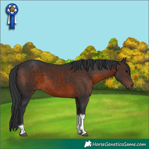 Horse Color:Brown Tobiano 