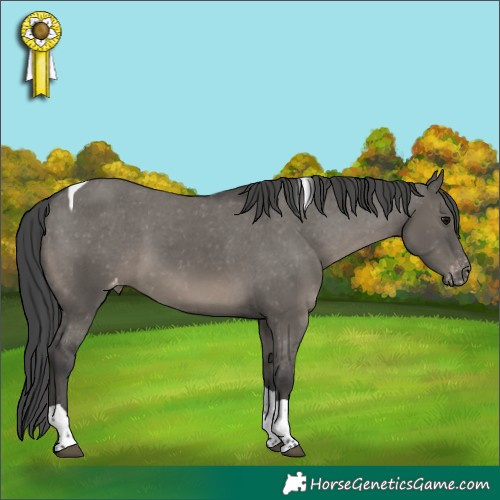 Horse Color:Grullo Tobiano Appaloosa 