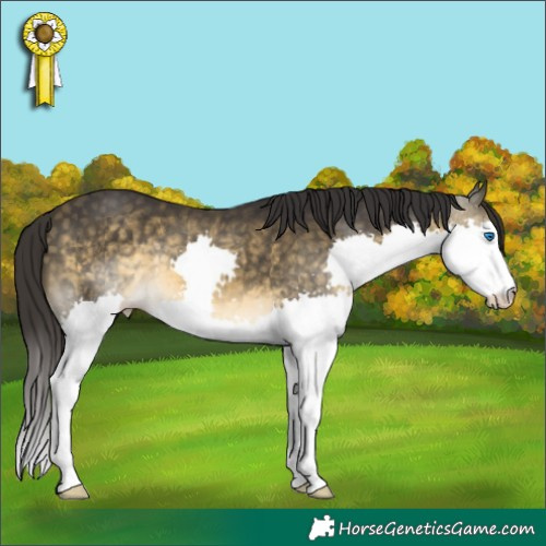 Horse Color:Buckskin Splash 