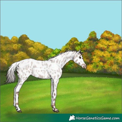 Horse Color:Liver Red Dun Roan Appaloosa 