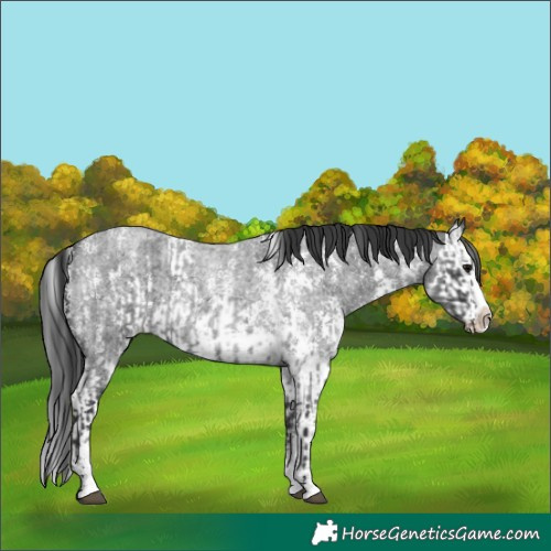 Horse Color:Blue Roan Sabino Splash  and Blue Roan Sabino Splash 