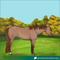 Horse Color:Red Dun 