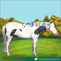Horse Color:Black Splash Tobiano Appaloosa 