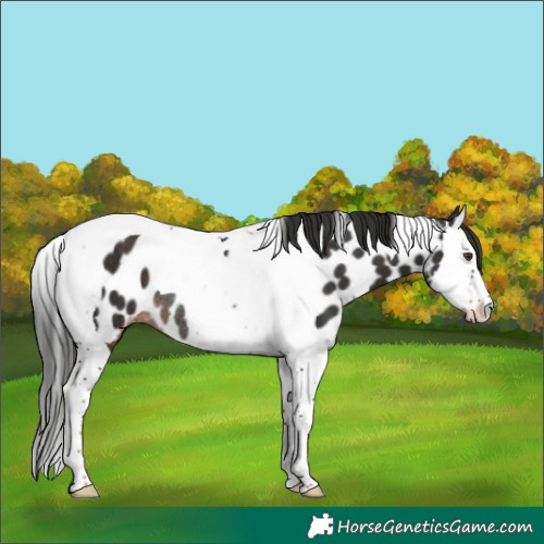 Horse Color:Liver Chestnut Splash Tobiano Appaloosa Rabicano