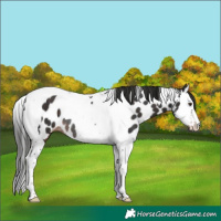 Horse Color:Liver Chestnut Splash Tobiano Appaloosa Rabicano