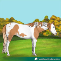 Horse Color:Chestnut Splash Tobiano 