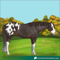 Horse Color:Liver Chestnut Splash Appaloosa 