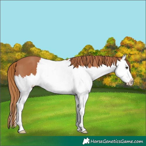 Horse Color:Chestnut Splash 