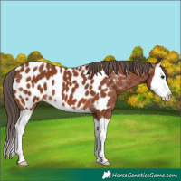 Horse Color:Bay Splash Appaloosa