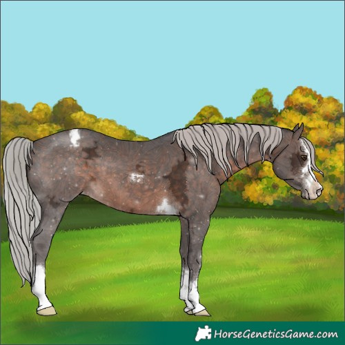 Horse Color:Silver Brown Ice Mushroom Varnish 