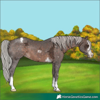 Horse Color:Silver Brown Ice Mushroom Appaloosa 