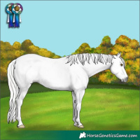 Horse Color:Gray Silver Bay Splash Appaloosa
