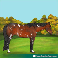 Horse Color:White Spotted Brown Rabicano