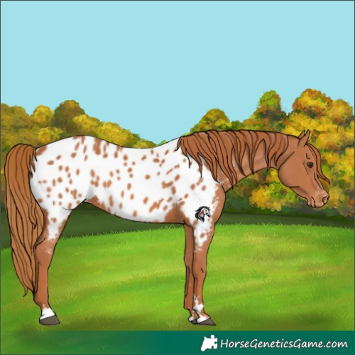 Horse Color:Chestnut Appaloosa 