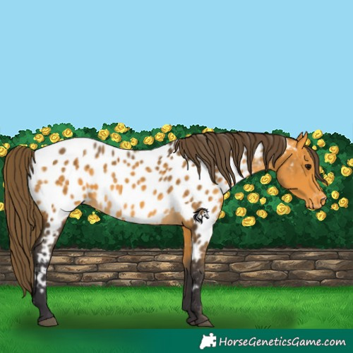 Horse Color:Buckskin Appaloosa