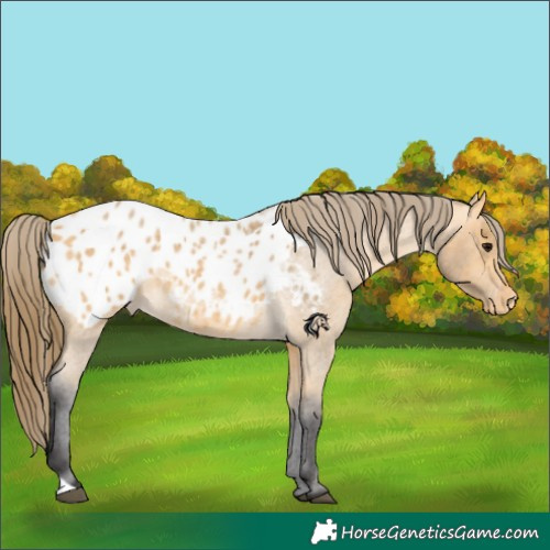 Horse Color:Buckskin Roan Appaloosa
