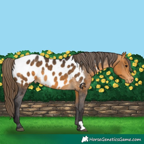 Horse Color:Buckskin Appaloosa