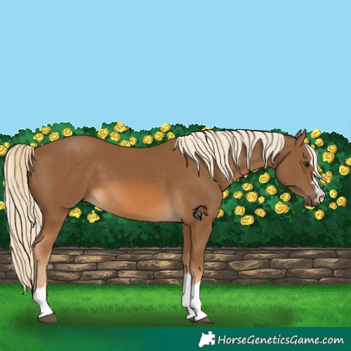 Horse Color:Chocolate Palomino 