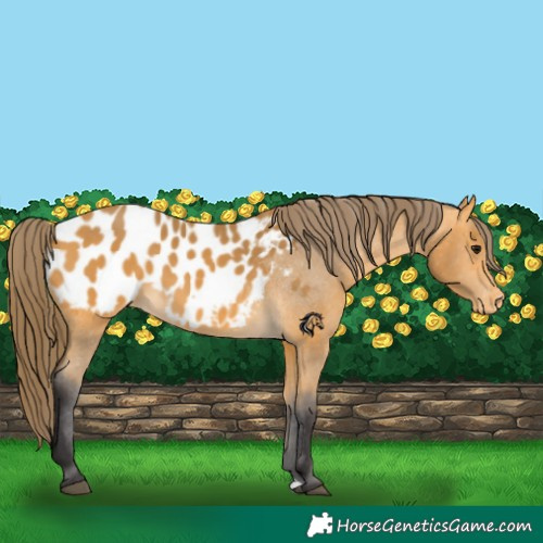 Horse Color:Buckskin Appaloosa 