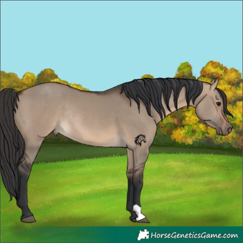 Horse Color:Brown Dun Rabicano 
