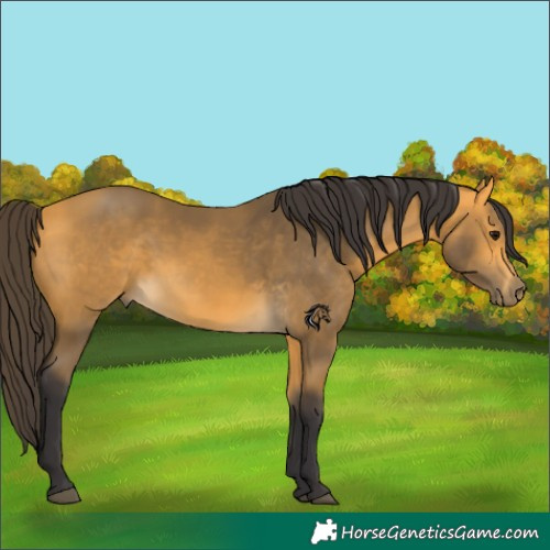 Horse Color:Buckskin 