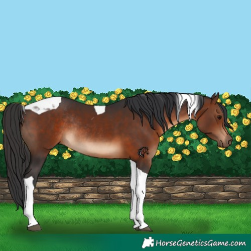Horse Color:Brown Tobiano Rabicano 