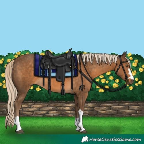 Horse Color:Chocolate Palomino