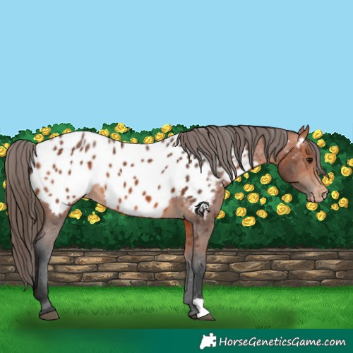 Horse Color:Bay Appaloosa 