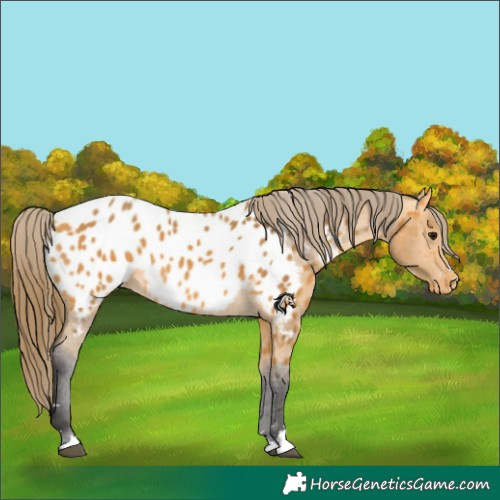 Horse Color:Buckskin Appaloosa