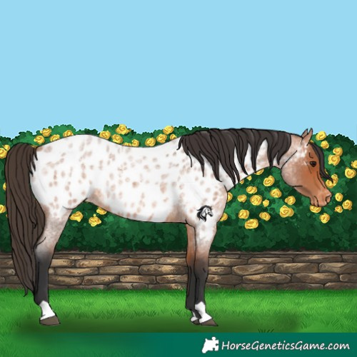 Horse Color:Bay Roan Appaloosa