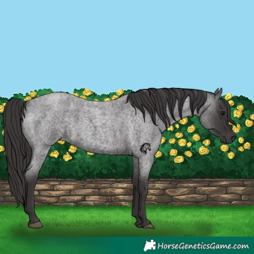 Horse Color:Smoky Blue Roan