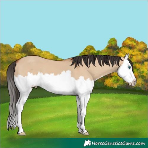 Horse Color:Bay Dun Splash 