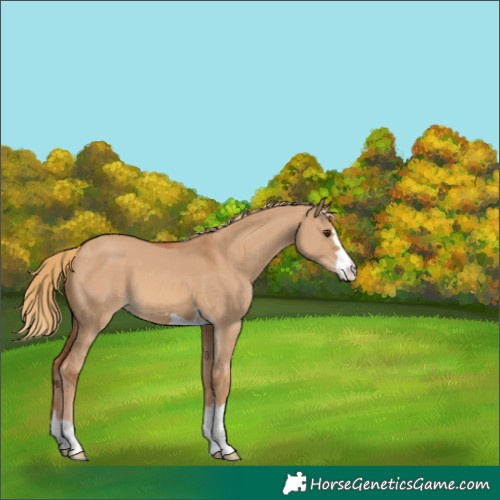 Horse Color:Red Dun 