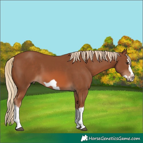 Horse Color:Chestnut Splash Frame