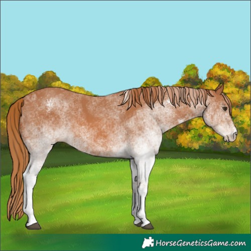 Horse Color:White Spotted Chestnut 