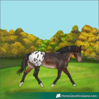 Horse Color:Brown Appaloosa 