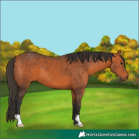 Horse Color:Bay 