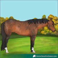 Horse Color:Bay Rabicano 