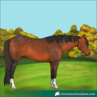 Horse Color:Bay 