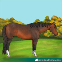 Horse Color:Bay 