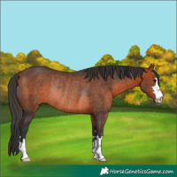 Horse Color:Bay Rabicano 