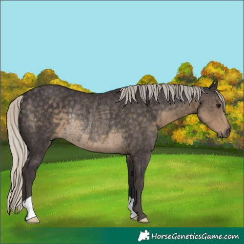 Horse Color:Silver Smoky Black Rabicano 