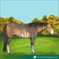 Horse Color:Buckskin Sabino