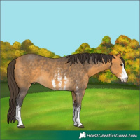 Horse Color:Buckskin Sabino 