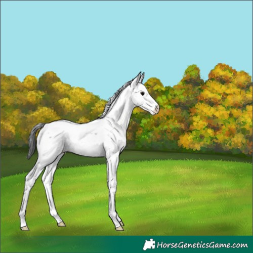 Horse Color:Black Sabino Appaloosa 