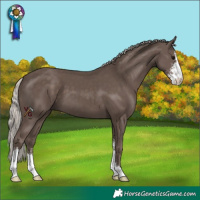 Horse Color:Silver Black Sabino 